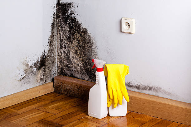 Best Commercial Mold Remediation in White Hall, WV